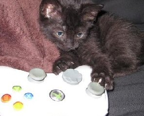 kitten with controller