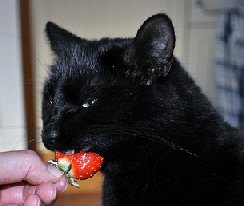 cat eating strawberry