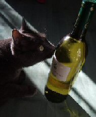 cat with wine bottle