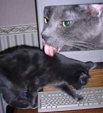cat coming out of computer