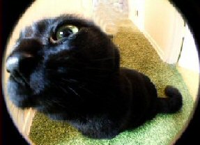 cat looking in peephole