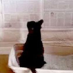 cat in litter box in front of newspaper