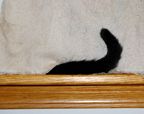 cat's tail