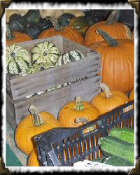 pumpkins and squash