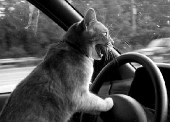 cat driving car