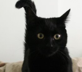 black cat