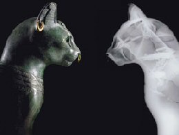 solid cat and semitransparent cat