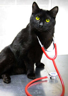 cat with stethoscope