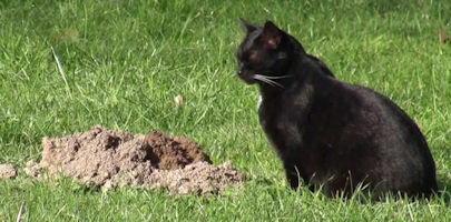 cat by filled in hole
