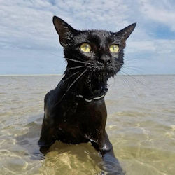 cat in water