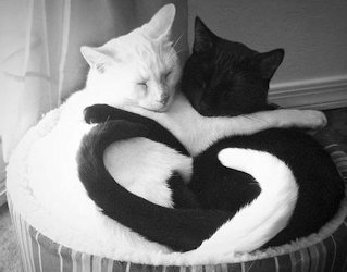 black cat and white cat