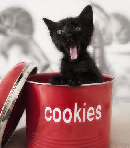 cat in cookie jar