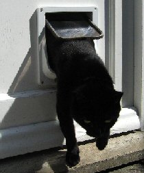 cat escaping through cat flap