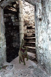 cat at bottom of stairway