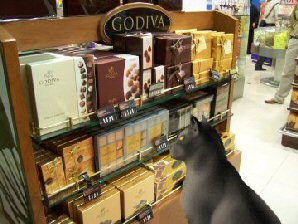 cat in Godiva store