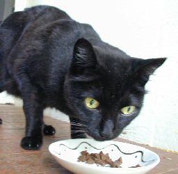 cat eating food