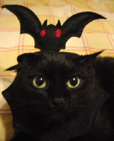 cat with bat on head