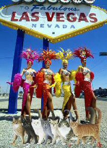 cats with Vegas dancers