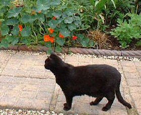 cat in garden
